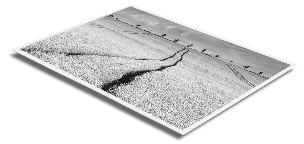 D-Roller Ilford Print immer plan D-Roller Ilford Print immer plan
